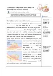 English Worksheet: sense of balance - biology - vestibular system