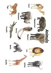 English Worksheet: Animals