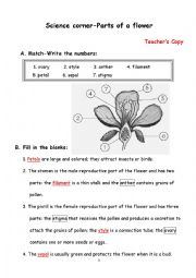 English Worksheet: Parts of a flower