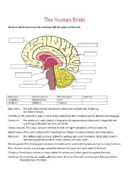 The Human Brain Worksheet