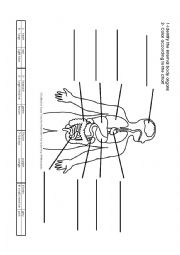 English Worksheet: Internal Body Organs