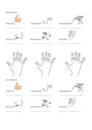 English Worksheet: PARTS OF THE BODY