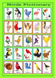 English Worksheet: birds