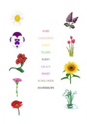 English Worksheet: Flowers matching