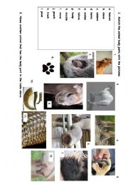 English Worksheet: Match the Animal Body Part Quiz