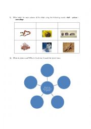 English Worksheet: animal and the needs of the plants
