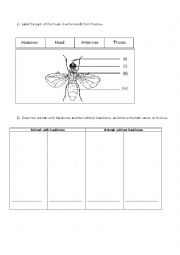 parts of the insect - animals with/out backbones