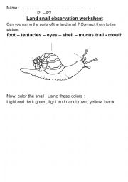 Land snail observation worksheet