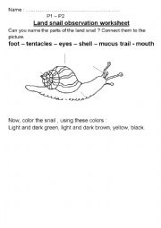 English Worksheet: Land snail observation worksheet