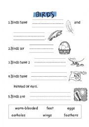 English Worksheet: Birds and Characteristics