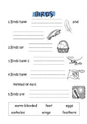 English Worksheet: Birds and Characteristics