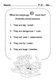 English Worksheet: Ladybug