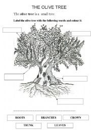 English Worksheet: THE OLIVE TREE part 2( ACTIVITIES )