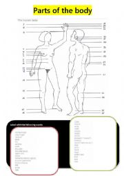 English Worksheet: The parts of the body