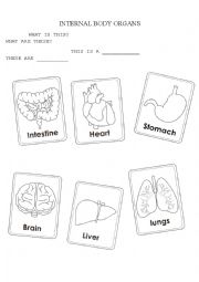 English Worksheet: internal body organs