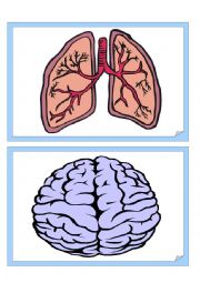 English Worksheet: internal body organs
