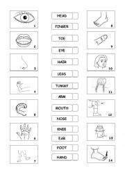 English Worksheet: Human Body