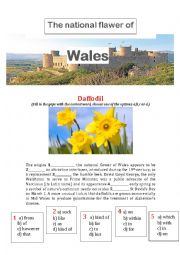 English Worksheet: The national flower of Wales