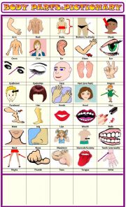 English Worksheet: Body parts: pictionary