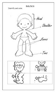 English Worksheet: Body parts