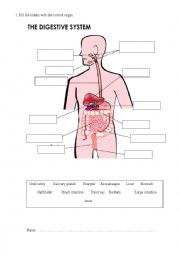 English Worksheet: THE DIGESTIVE SYSTEM