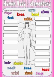 English Worksheet: Human body - elementary