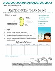 germinating bean seeds 
