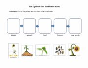 English Worksheet: life cycle of the sunflower