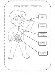 English Worksheet: digestive system