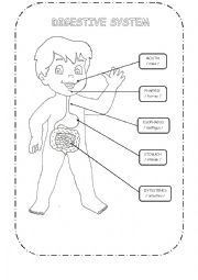 digestive system