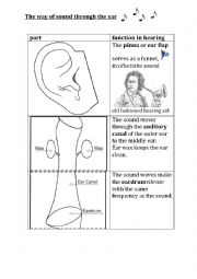 English Worksheet: the way of sound through the ear