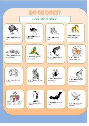 English Worksheet: Do Does with Animal Questions