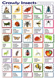 English Worksheet: Crawly Insects