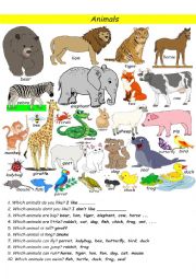 English Worksheet: animals