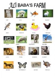 amimals