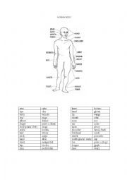 English Worksheet: HUMAN BODY