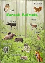 Forest Animals - ESL worksheet by mashutkawinter