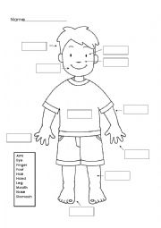 English Worksheet: BodyParts