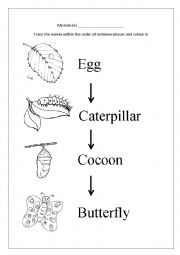 English Worksheet: life cycle of a caterpillar 
