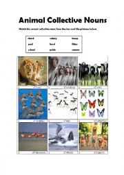 English Worksheet: Animal Collective Nouns