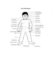 English Worksheet: body parts