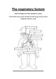 English Worksheet: The Respiratory System. Label the parts.Three worksheets. Great for CLIL