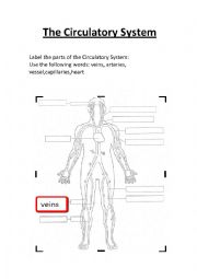 English Worksheet: The Circulatory System worksheet.Label