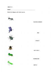 English Worksheet: Bugs