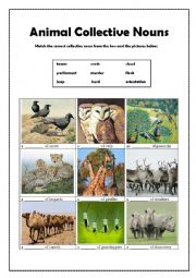 English Worksheet: Animal Collective Nouns(2)