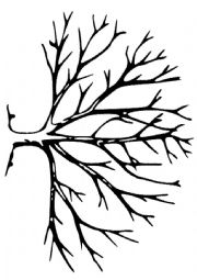 English Worksheet: family tree craft