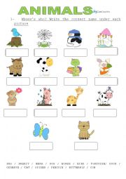 English Worksheet: ANIMALS