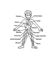 English Worksheet: HUMAN BODY INSIDE PARTS