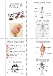 English Worksheet: My body mini book