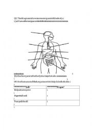 English Worksheet: The Digestive System